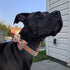 Elegant Little Tail Halloween Dog Collar with Pumpkin Print Bowtie, Adjustable Holiday Gift Collars for Small Medium