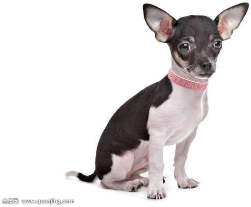Cute Elegant Fancy Suede Leather Dog Collar, 1 Row Bling Rhinestone Crystal, Small, Purple
