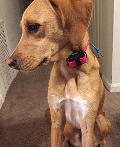 Sparky Pet Co ECollar Replacement Strap, Bungee Dog Collar, Waterproof Adjustable for Electronic Training & Invisible