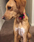 Sparky Pet Co ECollar Replacement Strap, Bungee Dog Collar, Waterproof Adjustable for Electronic Training & Invisible
