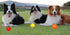 Rubber Dog Chewing Squeaky Ball Toys - Fetch Play Toy for Puppy, Small Medium Pets, Pack of 3