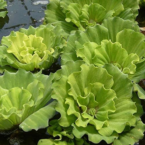 Aquatic Discounts 5 Large Water Lettuce - Live Floating Plant for Your Aquarium or