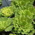 Aquatic Discounts 5 Large Water Lettuce - Live Floating Plant for Your Aquarium or