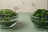 (60g/2.11oz) SHROOTS Dehydrated Vegetable Spinach Leaves (Palak) Air Dried Gluten Free Pure Veg for Soups, Curries