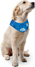 ALL FOR PAWS Chill Out Ice Bandana, Large Size