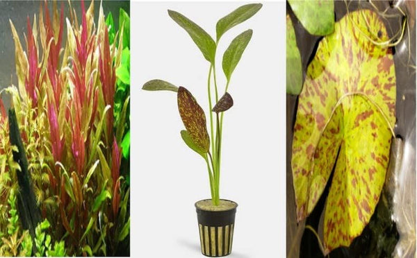 Red Plants Bundle (Red Flame Sword | Tiger Lotus Bulb | Telanthera)