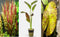 Red Plants Bundle (Red Flame Sword | Tiger Lotus Bulb | Telanthera)