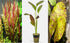 Red Plants Bundle (Red Flame Sword | Tiger Lotus Bulb | Telanthera)