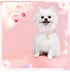 PetsHome Premium PU Leather Cat and Dog Collar, Adjustable, Cute Pearl, Beautiful Lace, Small Pink