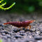 Chocolate Shrimp Pack of 8 Live Freshwater Shrimp