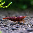 Chocolate Shrimp Pack of 8 Live Freshwater Shrimp