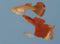 Generic 1 Trio Albino Full Red High Dorsal Fin Big Tail Live Guppy
