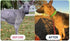 K9Power #1 Show Stopper Awarded Dog Skin & Coat Product Supports Allergy Relief, Itchy Skin, Shedding, Dull Coat Salmon