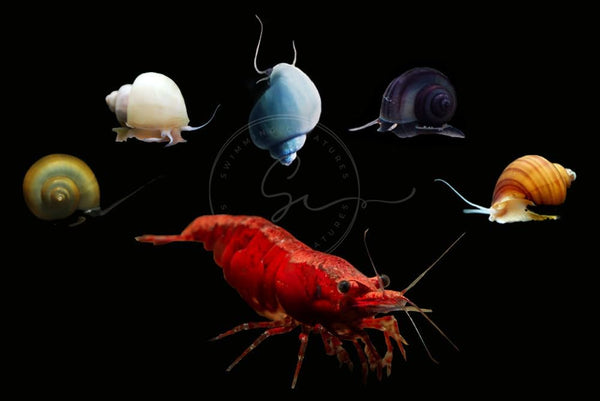 Swimming Creatures Premium Grade Neocaridina Shrimps with Assorted Mystery Snails, Freshwater Aquarium,