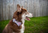 Elegant Little Tail Dog Collar with Bow - Fall Halloween Candy Bow Collar for Small Dogs