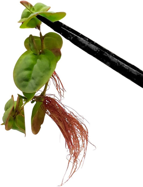 30+ 2 Leaves Red Root Floaters | Phyllanthus Fluitans (+Free Bonus Plant) Live Floating Plants for Aquarium | Day