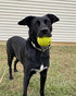 Chew King Supreme Rubber Fetch Balls, Extremely Durable Natural Rubber Toy, 2.5 inch, Yellow (CM-10066-CS01)