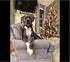 Unique Style Paws Cotton Dog Collar with Bow, Black Red Plaid for Small Medium Large Dogs