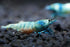 1/4 1/2 inch (5 Blue Bolt Shrimp - Live Freshwater Aquarium Shrimp - to Long Shrimp)
