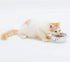 Necoichi Ceramic Cat Bowls for Indoor Cats, Whisker Friendly, Anti-Spill Feeding, Cute Cat Dishes