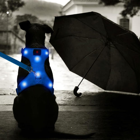 Flashseen LED Dog Harness - Lighted USB Rechargeable Pet Harness for Small, Medium, Large Dogs (Blue, L)