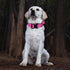 Tactical Dog Collar - Adjustable Military Training Soft Neoprene Padded Nylon Collar with Heavy Duty Metal Buckle and