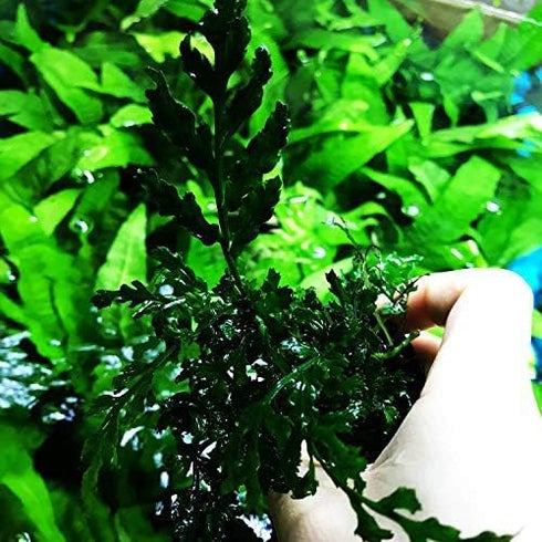 Bolbitis Water Fern Heudelotii Potted Live Aquarium Plant Fresh Water Plants by Greenpro