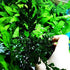 Bolbitis Water Fern Heudelotii Potted Live Aquarium Plant Fresh Water Plants by Greenpro