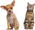 XXS Dog Collar with Bell, Synthetic Leather Basic Cat Collar with Bells for XXS, XS, Small, Medium Pets (Green XXSmall)