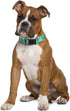 2 Pack St. Patrick's Day Dog Collar, Adjustable Four Leaf Clover for Small Dogs