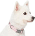 Blueberry Pet Essentials Adjustable Baby Pink Reflective Dog Collar and Leash Set, 5 ft Leash for Small Dogs