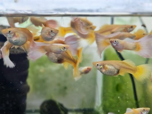 Generic 1 24k +2 Trio Full Gold Live Guppy Fish VIP Grade A, Free Yellow Back Shrimp