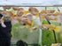 Generic 1 24k +2 Trio Full Gold Live Guppy Fish VIP Grade A, Free Yellow Back Shrimp