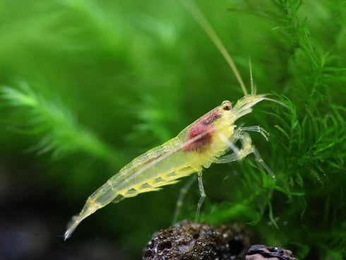 100% (3 Aquatic Arts Lemon Yellow Amano Shrimp Live Freshwater Algae-Eater (Caridina multidentata) | Hardy & Tank-Bred