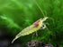 100% (3 Aquatic Arts Lemon Yellow Amano Shrimp Live Freshwater Algae-Eater (Caridina multidentata) | Hardy & Tank-Bred