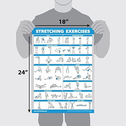 Palace Learning Stretching Exercises and Muscular System Anatomy Poster Set - Laminated 2 Chart Set, 18" x 24"