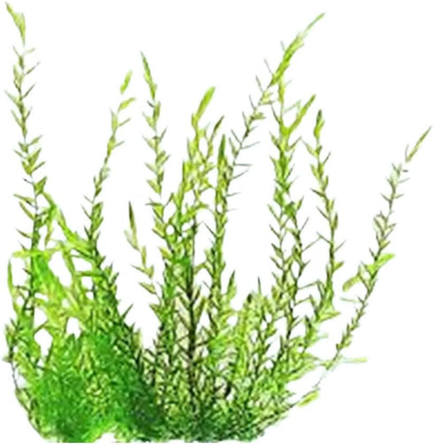 Willow Moss (Fontinalis antipyretica) 4 Ounce Cup Live Aquarium Plant | Hardy