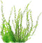 Willow Moss (Fontinalis antipyretica) 4 Ounce Cup Live Aquarium Plant | Hardy