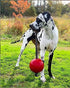 Jolly Pets Romp-n-Roll Dog Toy, 8 Inches/Large, Rope and Ball, Red (608 RD)