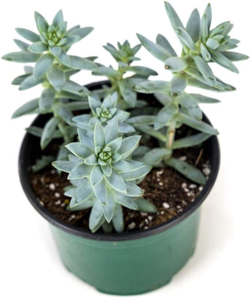 Josh's Frogs Desert Plant Kit - Bioactive Terrarium Plants (Extra Small)