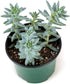 Josh's Frogs Desert Plant Kit - Bioactive Terrarium Plants (Extra Small)