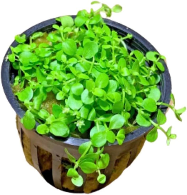 Micranthemum Monte Carlo Easy Live Aquarium Plant Buy 2 Get 1