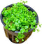 Micranthemum Monte Carlo Easy Live Aquarium Plant Buy 2 Get 1