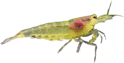 100% (3 Aquatic Arts Lemon Yellow Amano Shrimp Live Freshwater Algae-Eater (Caridina multidentata) | Hardy & Tank-Bred