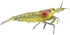 100% (3 Aquatic Arts Lemon Yellow Amano Shrimp Live Freshwater Algae-Eater (Caridina multidentata) | Hardy & Tank-Bred