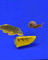 Fish Tank Vegetable Feeder - Aquarium Vegetarian Feeder, Bottom Sinking Fish Feeder, 5PCS