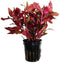 (Alternanthera Reineckii VAR. Rosanervig) Greenpro Alternanthera Reineckii Potted Live Aquarium Plants Easy