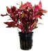 (Alternanthera Reineckii VAR. Rosanervig) Greenpro Alternanthera Reineckii Potted Live Aquarium Plants Easy
