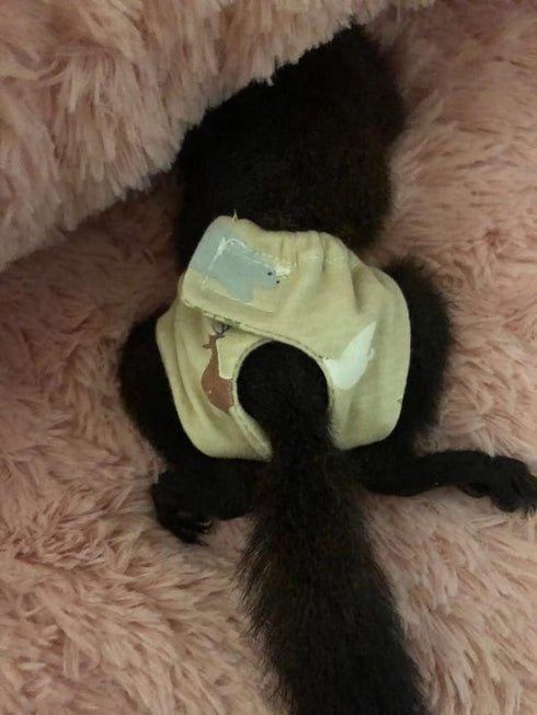 WCDJOMOP (3.9" 6.3"), 3 Reusable Washable Squirrel Diapers, Highly Absorbent with Strong & Flexible Pants No Leak
