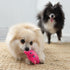KONG Snuzzles Kiddos Mini Plush Dog Toy - Soft Squeaky Frog, Pig, Duck Combo for Small Dogs & Puppies